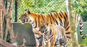 Six tiger cubs welcomed in Odisha’s Nandankanan Zoo