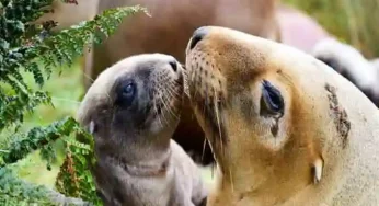 Once hunted, Sea Lions return to New Zealand with a roar