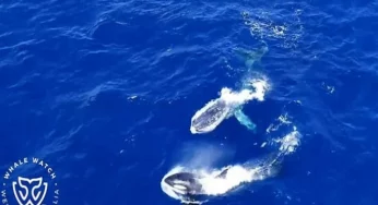 Scientists puzzled as a group of killer whales saves life of humpback rival they normally hunt as prey