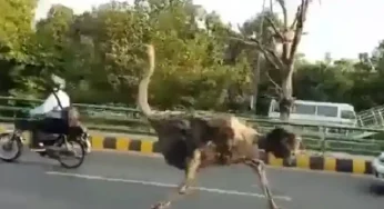 Watch video as two ostriches keep pace with traffic on Lahore’s highway
