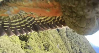 Viral video: Naughty parrot steals GoPro and shoots amazing visuals