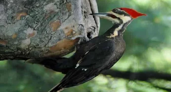 Study reveals secret of how woodpeckers can peck rapidly and forcefully!