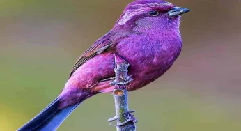 Seven States in India have over 200 species of birds, shows latest bird count
