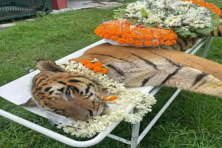 At 25 Years And 10 Months, Royal Bengal Tiger Raja Dies