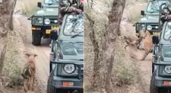 Viral Video : Tigress pounces on a dog in front of tourists in Ranthambore Tiger Reserve