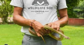 Heavy rains in Delhi compel snakes and monitor lizards to seek refuge in homes and gardens