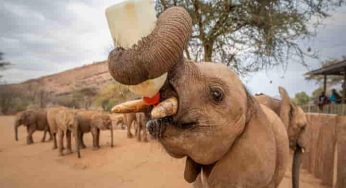 World Elephant Day: Kenya’s sanctuary raises orphaned baby elephants & returns them to the wild