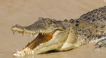 The secret behind the rise of crocodile numbers in Australia