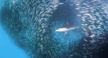 Why do swarms of sardines swim to their death in the warm waters of the Indian Ocean?