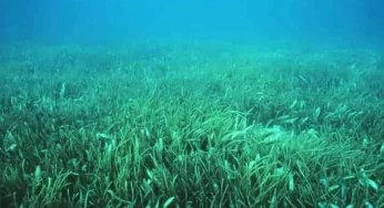 Scientists find mountains of sugar beneath seagrass meadows in world’s oceans