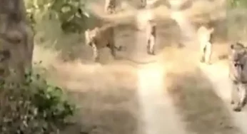 Video: Rare sight of 6 tigers walking together in forest