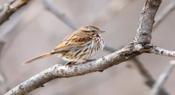 Sheer fear of predators, forces sparrows to cut down on laying eggs and hatching offspring