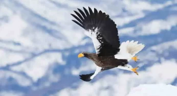 Losing its way and landing in Canada, will the Lone Sea Eagle head back home to Asia?