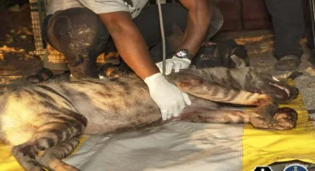 Prompt action saves striped hyena injured in hit-and-run accident on Pune-Nashik highway