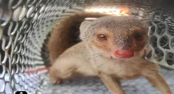 Family in Delhi helps rescue Indian grey mongoose, the valiant hero of Rudyard Kipling’s Riki-Tikki-Tavi