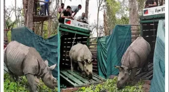 Assam State Zoo gets three new rhinos from Kaziranga National Park