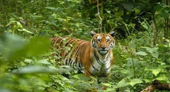 Tiger cub moved to 10,000 sq ft enclosure in Tamil Nadu to prep for life in the wild