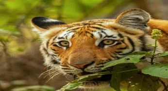 126 tiger deaths, the highest in a decade reported in 2021