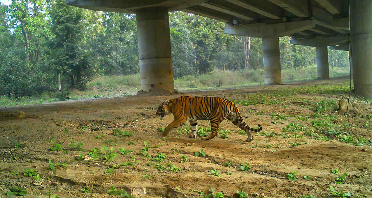 highway underpass wildlife