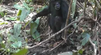Scientists discover chimpanzees in Uganda’s rainforest digging wells to drink water