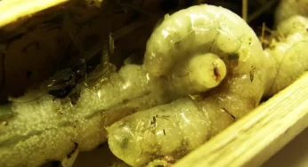 Why do wasp larvae become Cannibals feeding on their own?