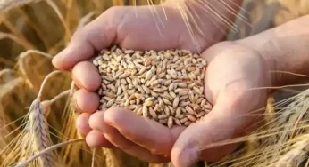 India’s global role as a net food security provider grows despite ban on wheat exports
