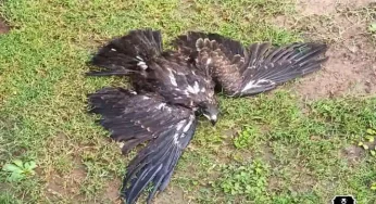 Searing heat in Delhi-NCR takes a toll on birds