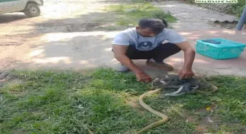 20 reptiles rescued in Delhi-NCR as monsoon forces snakes to enter homes and offices