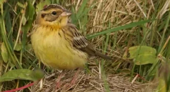 Scientists sound the alarm – bird population may have declined by half due to climate change, loss of habitat