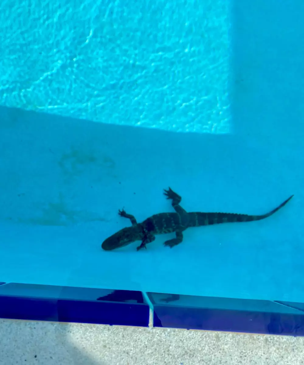 Alligator found in school swimming pool