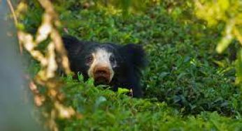 Baby bears jump on to mother’s back as she senses danger in Tamil Nadu’s Nilgiris