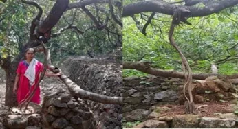 Kerala woman farmer develops novel method to save cashew trees from cyclones