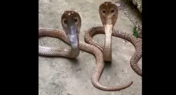 Video: Cobra couple chills in pleasant weather at Patna