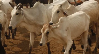 Knowledge shared by a Gujarat farmer can combat dairy cattle ailment