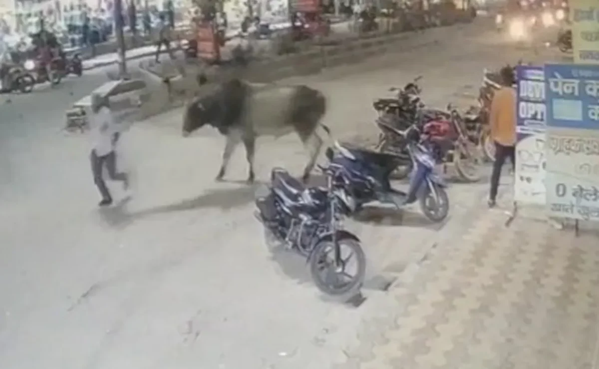 Video: Angry bull injures Delhi cop on duty