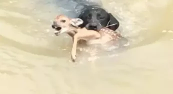 Pet dog saves baby deer from drowning in fast flowing river