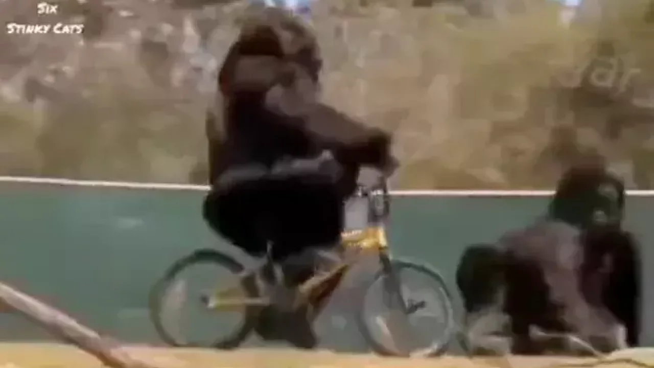 9+ Gorilla On A Bike