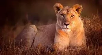 Lioness kills Zoo keeper and escapes with her mate