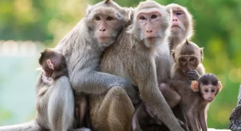 Monkey kills 4-month-old baby boy by throwing him from roof of house in UP’s Bareilly district