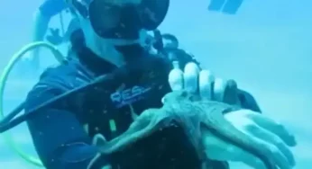 WATCH: A deep sea diver plays with an Octopus