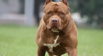 Woman mauled to death by pet Pit Bull dog at home in Lucknow