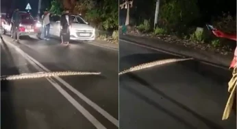 Video: Python brings traffic to a halt on busy road in Kochi