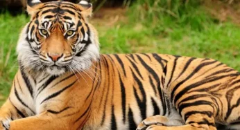 Royal Bengal Tiger spotted in Buxa forest reserve after a 23-year gap