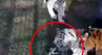 Dubai Princess shares awesome video of little kitten putting up a fight against big tigers