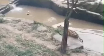 Viral video: Brave duck dodges hungry tiger