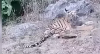 Video: Two tiger cubs injured by angry villagers rescued from Madhya Pradesh’s Seoni district