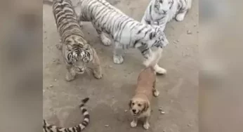 Viral Video: Dog roams amid group of tigers!