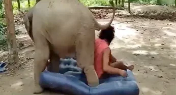 Caught on Camera: Tussle between baby elephant and keeper to sleep on a mattress!