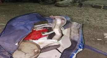 Lethal 5-foot-long Indian Cobra found inside a duffel bag frightens family in Delhi