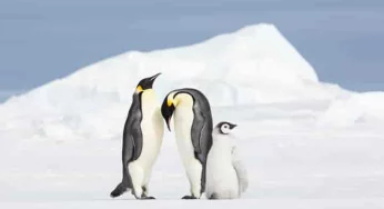 How penguins switched from flying to swimming 60 million years ago